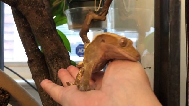 Male crested gecko mating call and "love biting," now with tail twitching action! смотреть онлайн