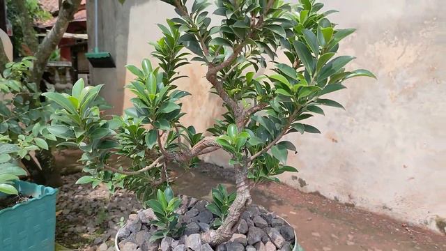 Bonsai Fikus Elegan смотреть онлайн