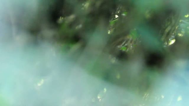 Crypturellus obsoletus смотреть онлайн