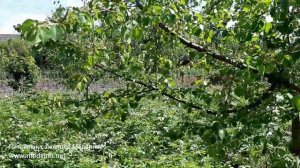 Сбор антипки для подвоев вишни и черешни