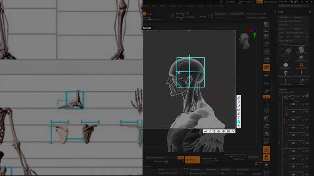 Анатомия для 2D и 3D-художников | Лекция №1 смотреть онлайн