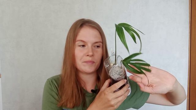 ПОСЫЛКА? с растениями / Моя коллекция теперь ещё больше! ? МОНСТЕРА Yellow Splash, ЭПИПРЕМНУМЫ. смотреть онлайн