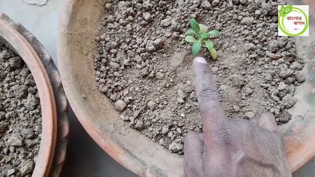 পিটুনিয়া গাছের ফাইনাল প্রতিস্থাপন পর্ব-১, Petunia Plant Final Potting Part-1. смотреть онлайн