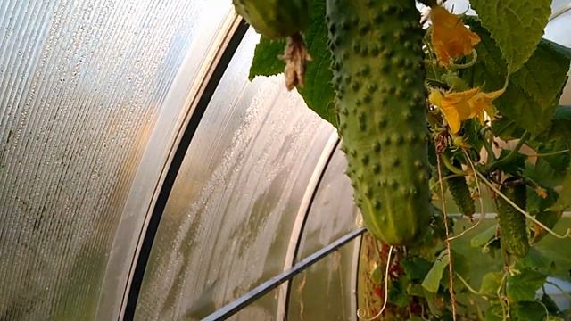 Всходы фацелии в теплице через неделю после посадки 22 09 2018 смотреть онлайн