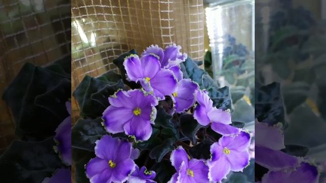 СОРТ ФИАЛКИ ЛЕ- ЛЁГКАЯ ГРУСТЬ. смотреть онлайн