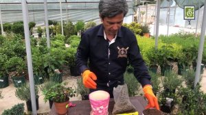 Самый простой способ пересадить азалию в домашних условиях. Уход за растениями.