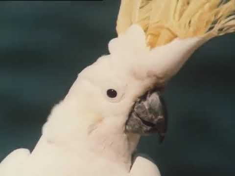 ВИА Иверия -  Арго