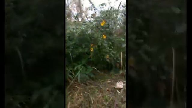 Сквер в честь Майи Плисецкой смотреть онлайн