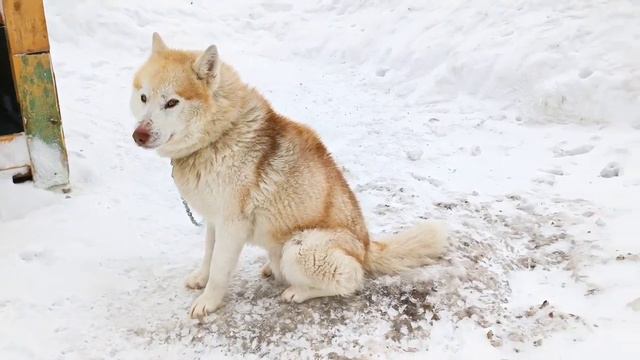 SAVE HUSKY I СПАСТИ ХАСКИ l БЕСПЛАТНО смотреть онлайн