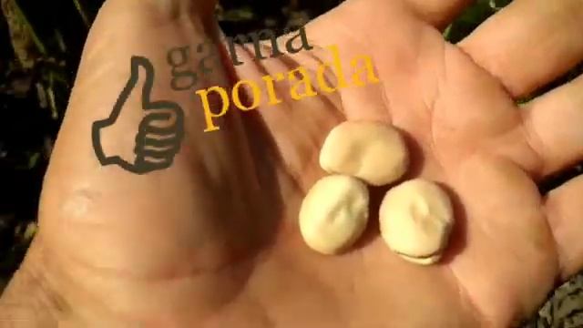 мои отзывы о выращивании и потреблении овощных бобов (в сравнение с фасолью) смотреть онлайн