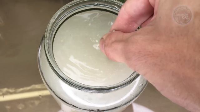 Будете собирать зеленцы ведрами раньше срока! Лучшие Натуральные Подкормки Для Рассады Огурцов! смотреть онлайн