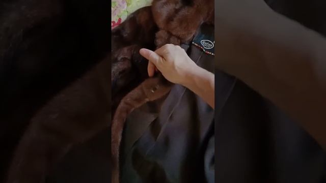 Норковая шуба смотреть онлайн