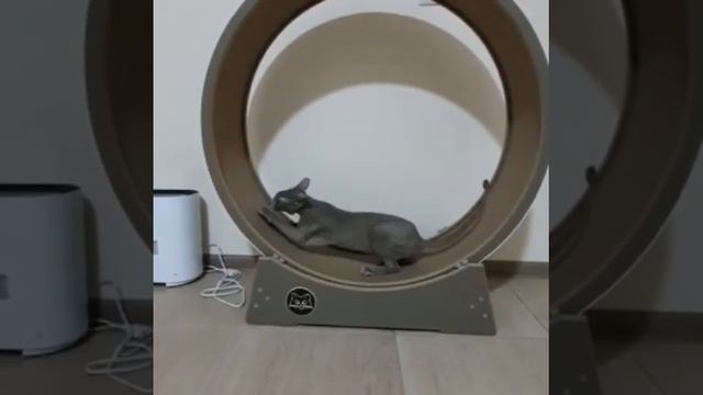 Беговое колесо для кошек и котов смотреть онлайн