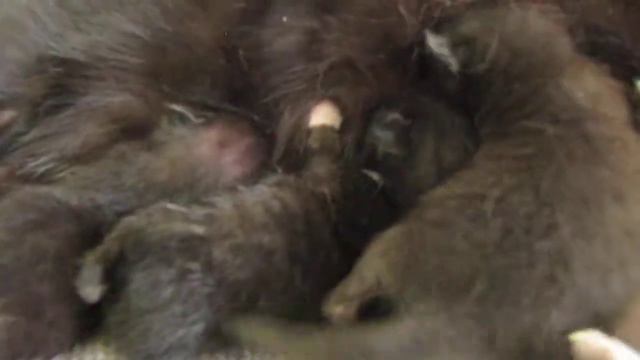 Кошачья жизнь после родов смотреть онлайн