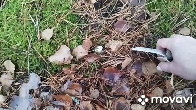 11 ноября опять грибы смотреть онлайн