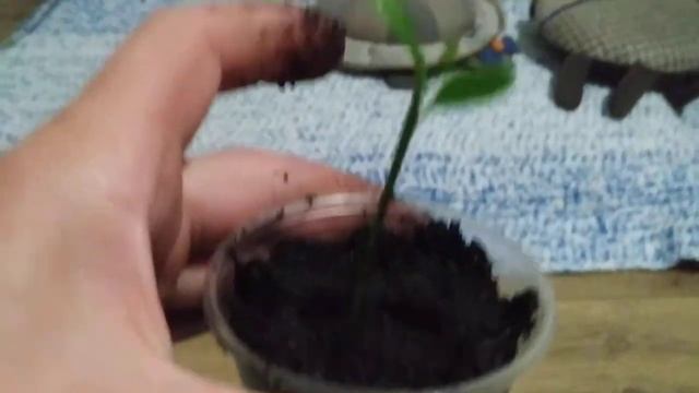 Первая пересадка росточка лимона. Как правильно пересадить лимон выращенный из косточки.