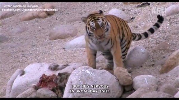 The nature of the Russian Far East,  Primorye Region near Vladivostok