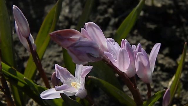 Хионодокса_3 11_03_2020 смотреть онлайн