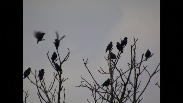 Скворцы прилетели  очень рано.