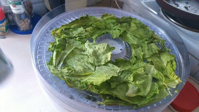 СУШИМ ЛИСТЬЯ САЛАТА НА ЗИМУ КРОЛИКАМ смотреть онлайн