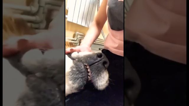 Как правильно расчесать собаку ??? Завоюйте её доверие !!! смотреть онлайн