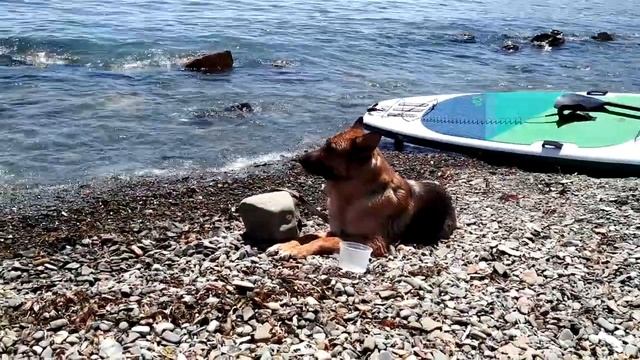 Немецкая овчарка собака свиняка взяли на море смотреть онлайн