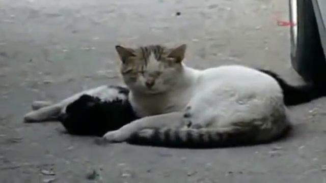 Кот потерял свою подругу смотреть онлайн