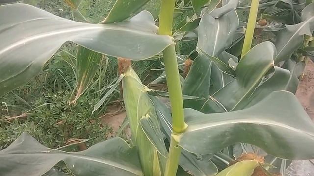 Добрыня F1 Кукуруза ( супер сладкая ) смотреть онлайн