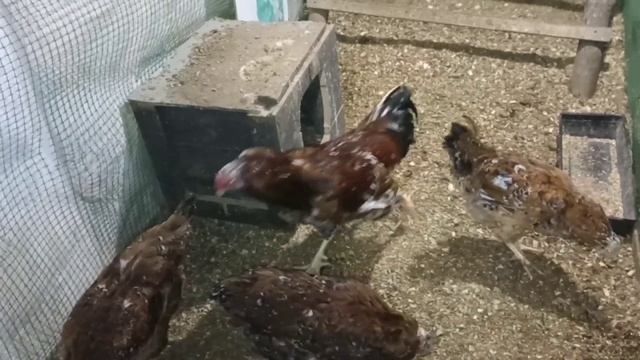 Породы кур в нашем хозяйстве и не только