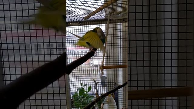 Попугаи .спаривание волнистых попугаев смотреть онлайн