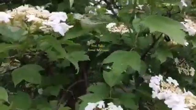 Калина красная,цветущая. смотреть онлайн