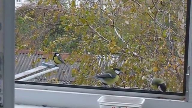 Синички прилетели полакомится))) смотреть онлайн