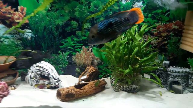 Аквариум и его обитатели смотреть онлайн