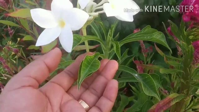68.How To Grow and Care Nag Champa Flowering Plant смотреть онлайн