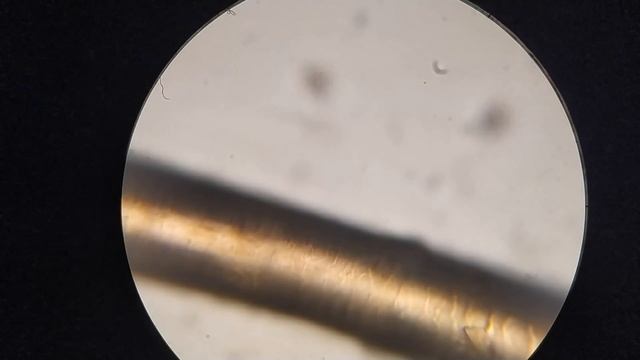 Увеличил ЧЕРВЯКА с маски в 2000 раз смотреть онлайн