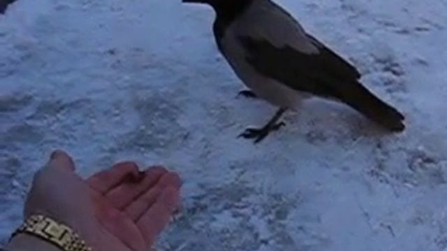Ворона ест мясо с руки смотреть онлайн