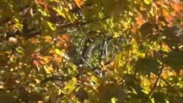 Panasonic PV-GS300 Test смотреть онлайн