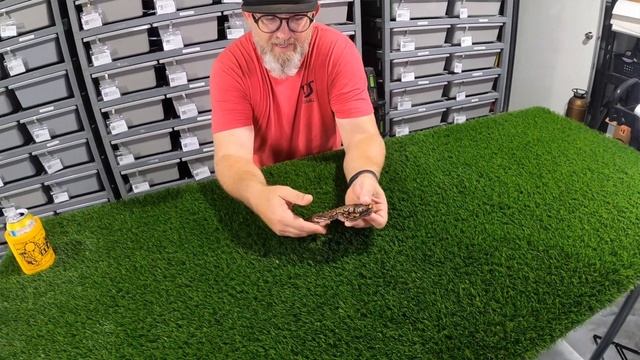 Mandarin x Redhed Fire Yellowbelly Ball Python Pairing - DsBalls.com смотреть онлайн