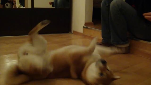 Яся - трюки - кувырок. смотреть онлайн