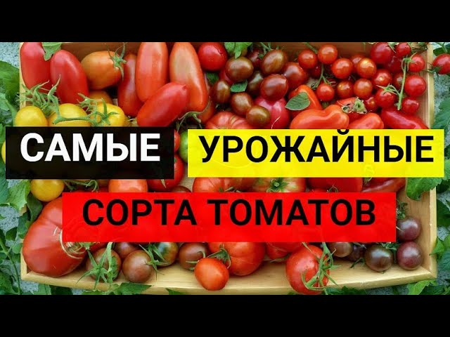 Самые урожайные сорта томата, как выбрать при покупке 2021 смотреть онлайн