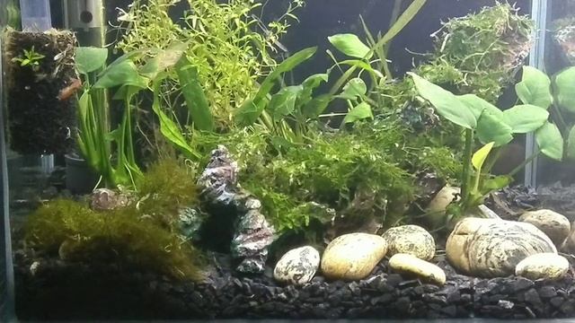 Первые жильцы 10- ти литрового нано аквариума смотреть онлайн