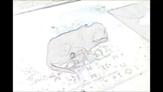 Голден ретривер 3-5 месяц.wmv смотреть онлайн