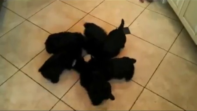 molinillo de cachorros смотреть онлайн