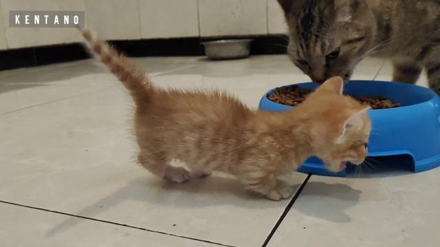 Kucing Munchkin bengal Genetta смотреть онлайн
