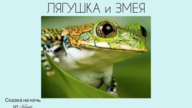 Сказка на ночь от Ksanli (89)... ЛЯГУШКА и ЗМЕЯ смотреть онлайн
