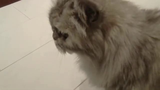Кот Мингус нашел новое место для сна. смотреть онлайн