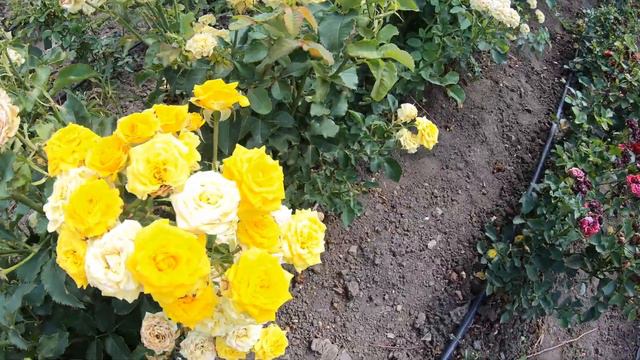 Продаж роз Почтой или Сдек смотреть онлайн