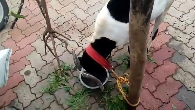 Fighter sheep... смотреть онлайн