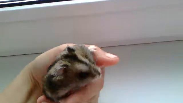 Что с хомяками ???? Живы или нет ????????? Спустя несколько месяцев ! смотреть онлайн