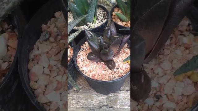 My aloe,haworthia & gasteria collection смотреть онлайн